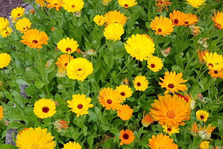 Calendula Mass